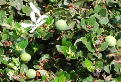 Natalpflaume (Carissa macrocarpa) mit Blüte