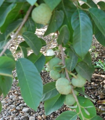 B Chirimoyas DSC_0023.JPG (94.27 KiB) 2798 mal betrachtet Cherimoya