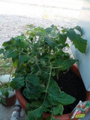 017.jpg (83.37 KiB) 4356 mal betrachtet Oh bald gibt es eigene tomaten