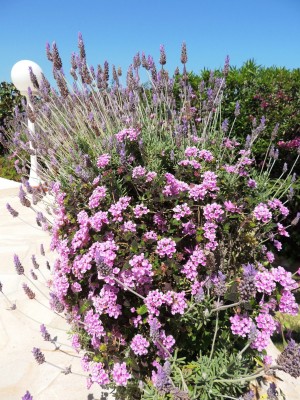 Lavendel &amp; Wandelröschen im Duett