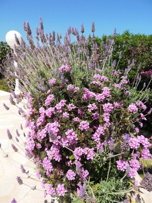 Lavendel &amp; Wandelröschen im Duett