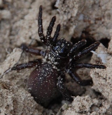 Spinne Verteidigung.JPG (83.15 KiB) 2838 mal betrachtet Drohend verteidigt die Spinne ihre Röhre.