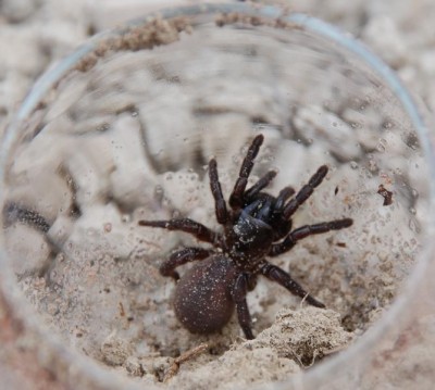 Spinne 3,5 cm.JPG (80.32 KiB) 2840 mal betrachtet gefangene Spinne, 3,5 cm
