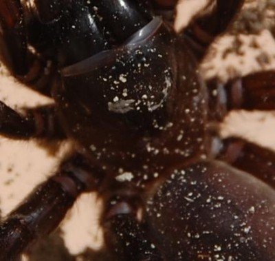 Spinne farbige Beinringe.JPG (54.62 KiB) 2840 mal betrachtet farbige Beinringe