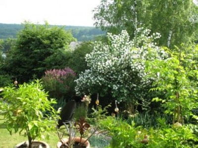 Garten 2.jpg (48.44 KiB) 3000 mal betrachtet Jasmin