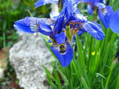 Garten 4.jpg (30.44 KiB) 2782 mal betrachtet Iris