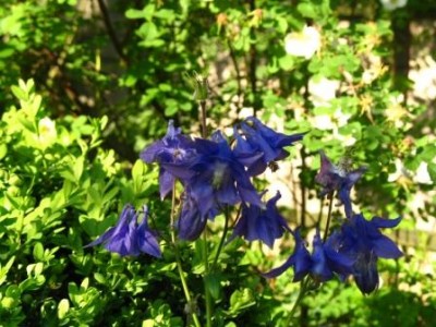Garten 6 Akeleien.jpg (42.97 KiB) 3137 mal betrachtet Akeleien, die du auch im Garten hattest, Miramar