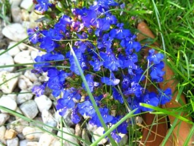Garten 6 Männertreu.jpg (42.47 KiB) 2782 mal betrachtet Lobelia, allgemein unter "Männertreu" bekannt
