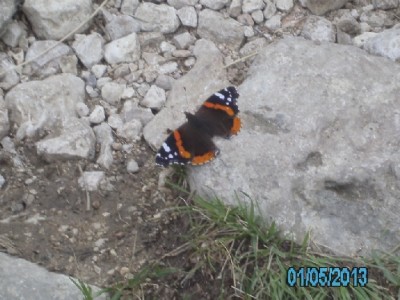 PICT2717MAriposa.jpg