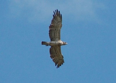 Adler DSC_1009.JPG