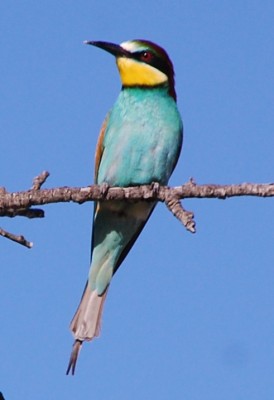 Bienenfresser solo DSC_1075.JPG (180.41 KiB) 3450 mal betrachtet Er oder sie????