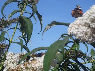 Sind 3 Fotos von Schmetterlingen