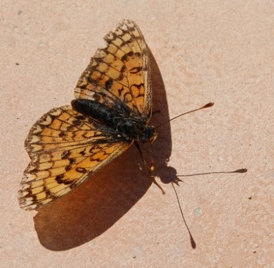 Scheckenfalter