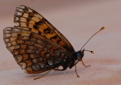 Scheckenfalter 3.JPG