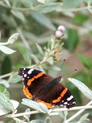 Admiral