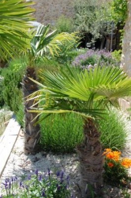 Zwergpalme.JPG (68.66 KiB) 5070 mal betrachtet Diese Exemplare haben wir erst vor drei Jahren gepflanzt. Sie gefallen mir deutlich besser als