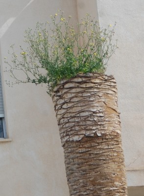 Palme - auch eine Möglichkeit.JPG (212.45 KiB) 6387 mal betrachtet dieses abgestorbene Exemplar, in dessen Krone sich offensichtlich Unkraut wohl fühlt.