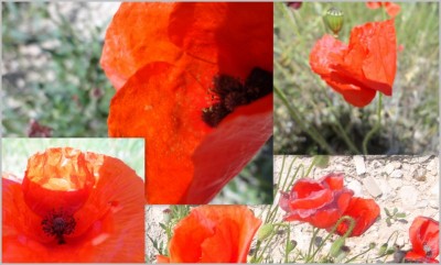 ©mohn [800x600].jpg