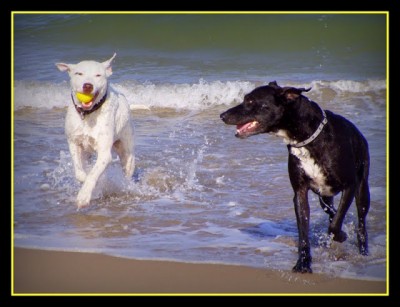 P1010026.JPG (88.07 KiB) 3100 mal betrachtet Badespaß in LaMarina Playa