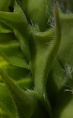 P1180041.JPG