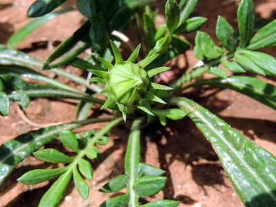 Eine erste Blüte bei der Gazanie