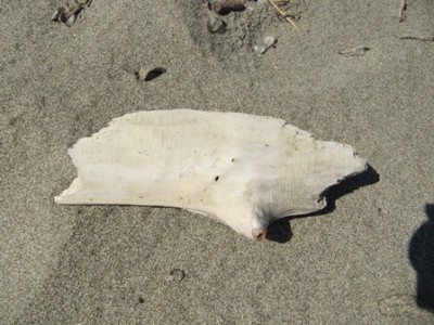 Marina di Albarese - Strand - Treibholz 01.jpg