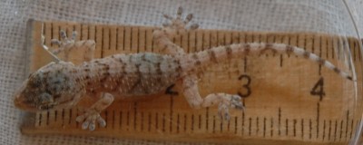 Gecko Ia.JPG (163.39 KiB) 3950 mal betrachtet Kapitaler "Hirsch"