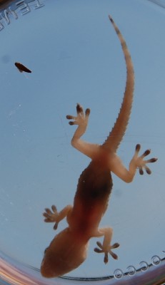 Gecko II.JPG (180.54 KiB) 3949 mal betrachtet Bauchseite