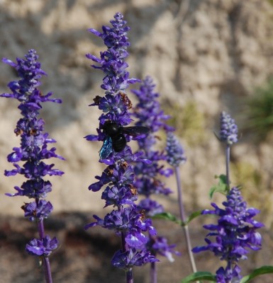 Holzbiene auf Salvia azul.JPG (266.5 KiB) 3240 mal betrachtet Holzbiene auf Salvia azul