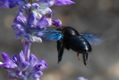 Holzbiene im Anflug.JPG (145.3 KiB) 2948 mal betrachtet Holzbiene im Anflug