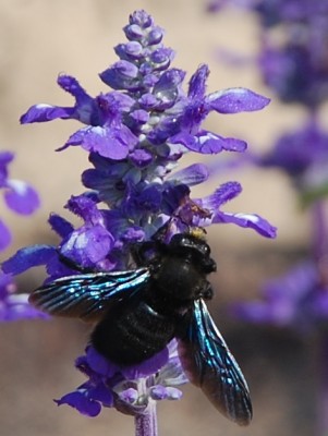 Holzbiene VII.JPG (197.38 KiB) 2948 mal betrachtet blaue Flügel