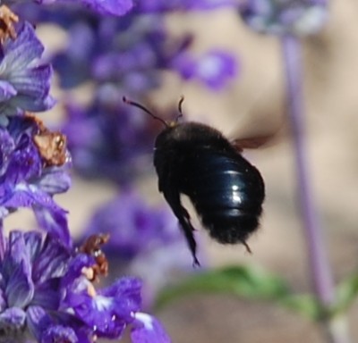 Holzbiene VIII.JPG (119.33 KiB) 2948 mal betrachtet runder Pöppes