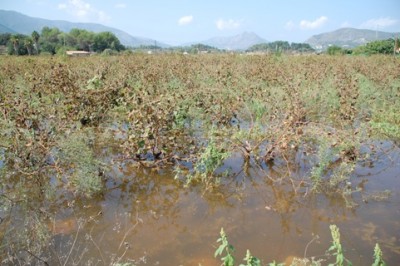 Weinfeld in Jalón