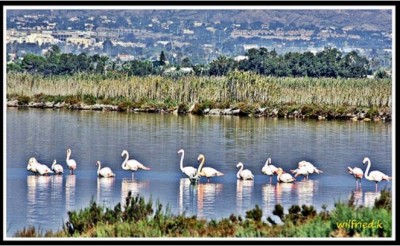 Salzlagune - Flamingos<br />© Grossauge/Wilfried K.