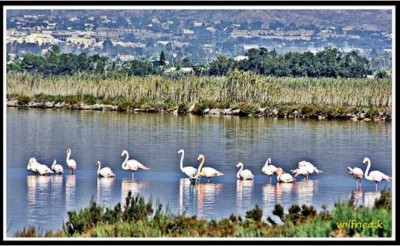 Salzlagune - Flamingos<br />© Grossauge/Wilfried K.