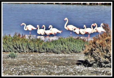 Salzlagune -Flaminogherz<br />© Grossauge/Wilfried K.