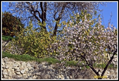 Zitronen, Orangen, Mandeln <br />© Grossauge/Wilfried K.