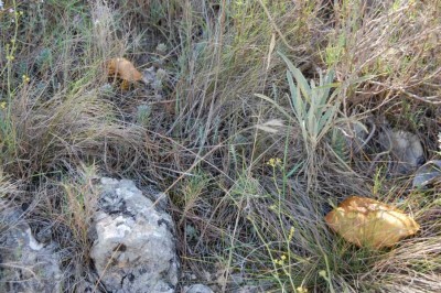 6 Esclatasang - Edelreizker DSC_0613.JPG (171.59 KiB) 1924 mal betrachtet Ein Paradies für Pilzsucher: Überall entdecken wir Esclatasangs - Edelreizker