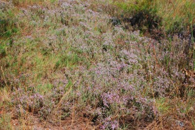 17 Thymianwiese DSC_0636.JPG (161.68 KiB) 1646 mal betrachtet Thymian