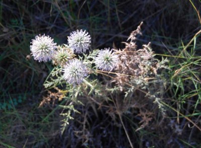 22 Kugeldistel DSC_0672.JPG (84.99 KiB) 1924 mal betrachtet Kugeldistel