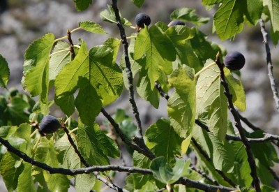 9 blaue Feigen DSC_0618.JPG (96.64 KiB) 1646 mal betrachtet Blaue und
