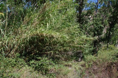 24 Cañas DSC_0678.JPG (199.97 KiB) 1646 mal betrachtet Schilfgras - Caña