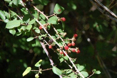 25 Moras DSC_0679.JPG (111.67 KiB) 1923 mal betrachtet Brombeeren - Moras