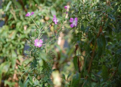 28 Blume DSC_0692.JPG (80.54 KiB) 1646 mal betrachtet - Vegetation fast so wie in Deutschland