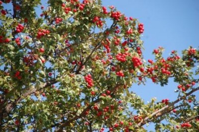 Rotdorn.JPG (73.14 KiB) 1646 mal betrachtet Weiß- bzw. Rotdorn