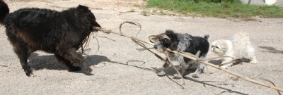 spielende Hunde in einem Bergdorf