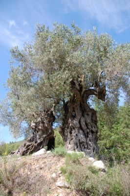 alte Oliven.JPG (105.1 KiB) 5887 mal betrachtet zum Eselgestüt von Alex (in der Nähe von Jalón) hochfährt...