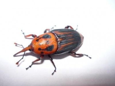 Picudo rija (Foto Costablancafan)