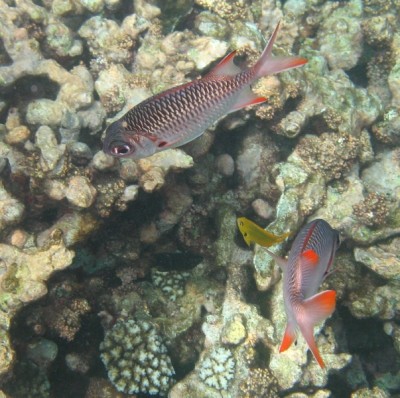 1 Fisch IMG_4781.JPG