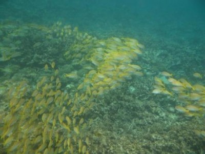 1 Fisch IMG_4788.JPG